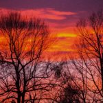 tree-silhouettes-against-a-colorful-sky